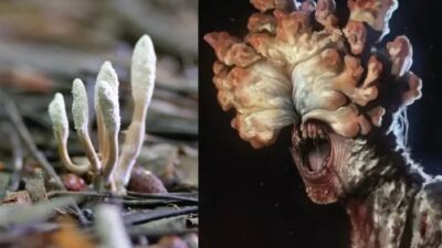 Mengenal Jamur Cordyceps Dalam Film The Last of Us