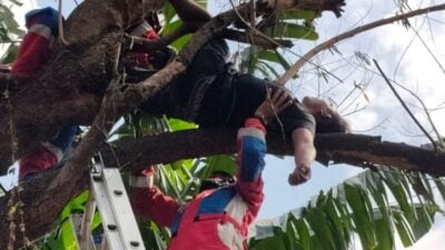 Konsumsi Sabu dan Miras, Pria di Jakbar Tidur di Atas Pohon