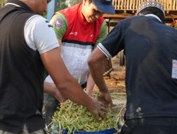 Sinergi Pertamina dan BBKSDA Latih Pembuatan Pakan Silase Kelompok Mammetang Dalam Pelestarian Rusa Timor