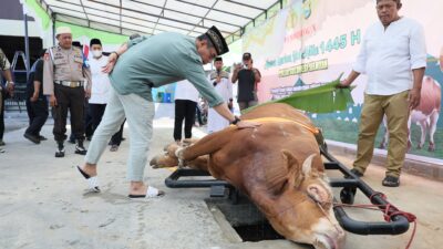 Polda Sulsel Sumbang 871 ekor sapi dan 20 ekor kambing
