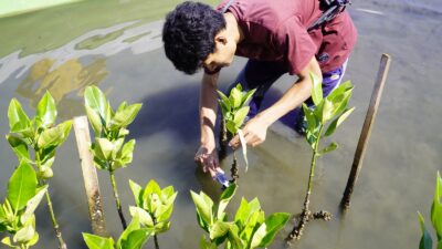 SUKSES SERAP KARBON 3.09 TON, HASIL PENANAMAN MANGROVE SPJM TERUS BERTUMBUH