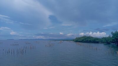 Berdayakan Masyarakat dan Kolaborasi dengan Instansi terkait, SPJM Rehabilitasi Penanaman Mangrove sebagai komitmen berkelanjutan Green Port