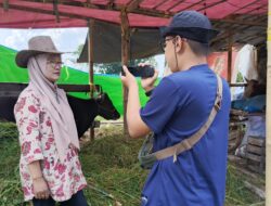 Kartini Dg Bella, Penjual Sapi Kurban di Jalan Tun Abdul Razak, Tawarkan Sapi Seharga Rp12 Juta hingga Rp60 Juta