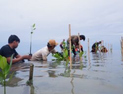Jaga Masa Depan Pesisir, LAZ Hadji Kalla Dukung Penanaman 2.000 Mangrove di Majene