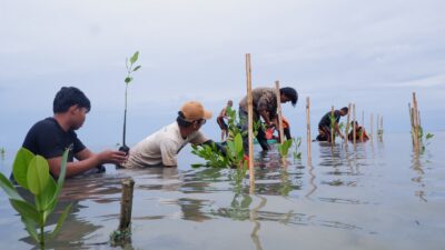 Jaga Masa Depan Pesisir, LAZ Hadji Kalla Dukung Penanaman 2.000 Mangrove di Majene 
