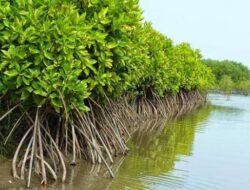 Warga Desa Bulu Cindea Rasakan Manfaat Penanaman Mangrove oleh Indosat
