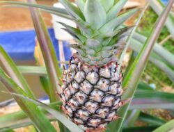 Nenas Jangang-Jangang Siap Ekspor, Petani Barru Nikmati Hasil Bantuan Pemerintah